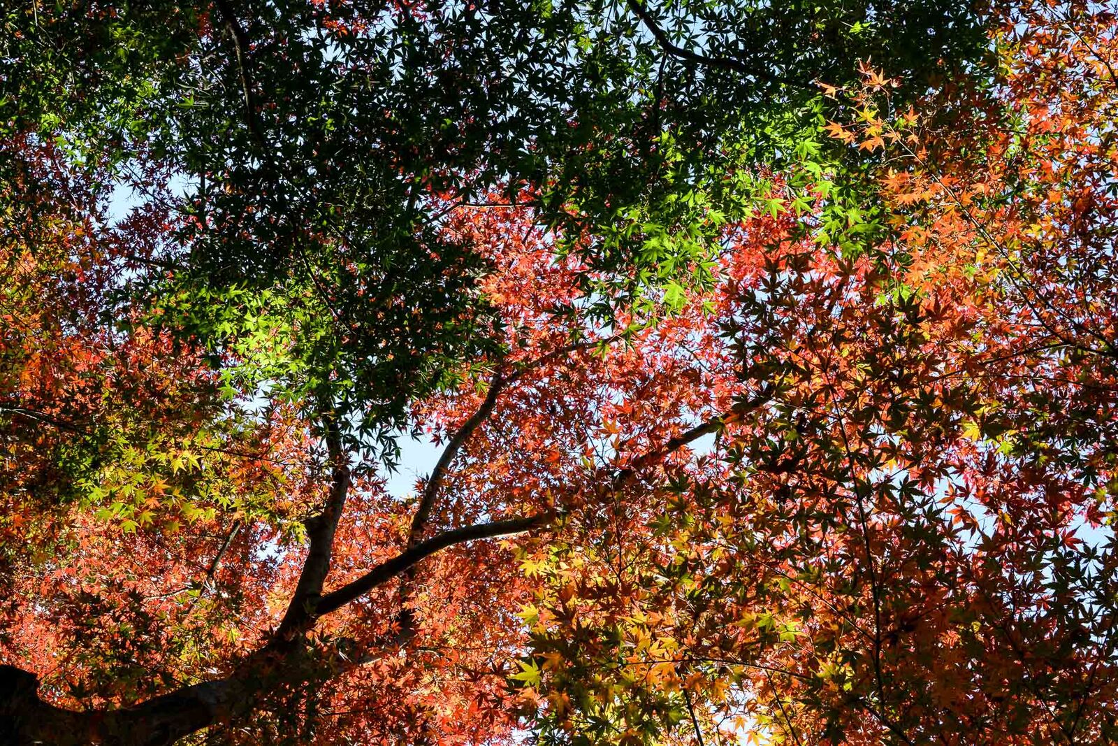 voyage tokyo cityguide maison traditionnelle kyu asakura