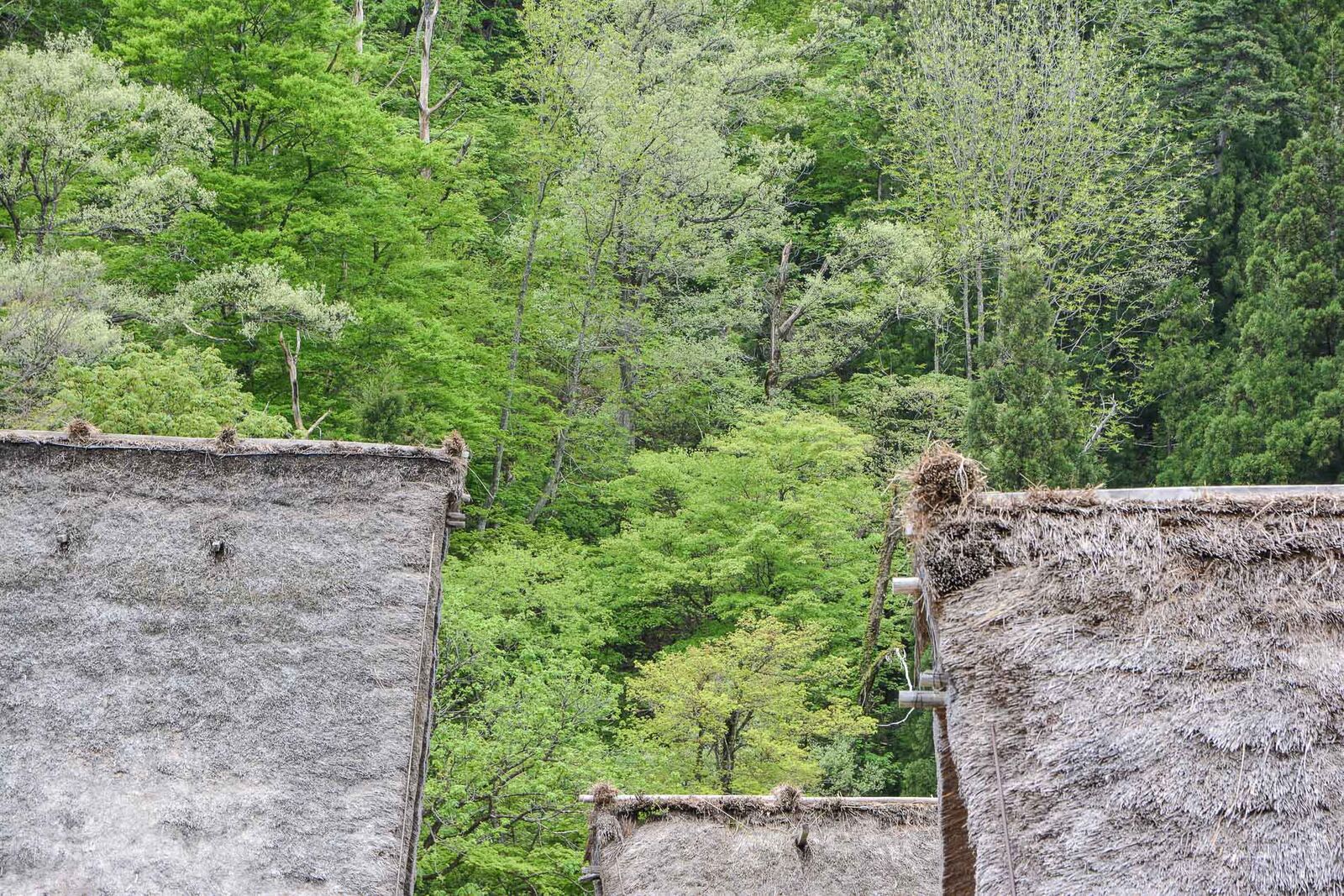 voyage dans le village d'Ogimachi dans les Alpes Japonaises au Japon dans la région de Shirakawa-Go