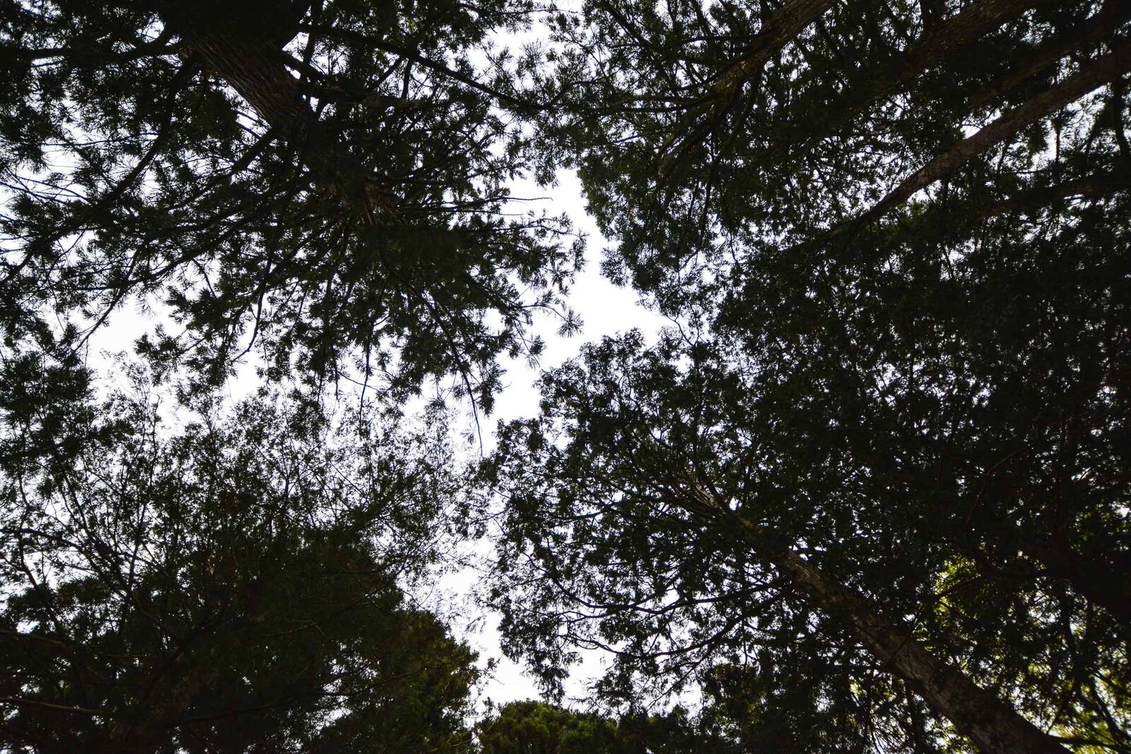 Sakurayama Hachiman-gū Shrine à Takayama dans les Alpes japonaises, Japon
