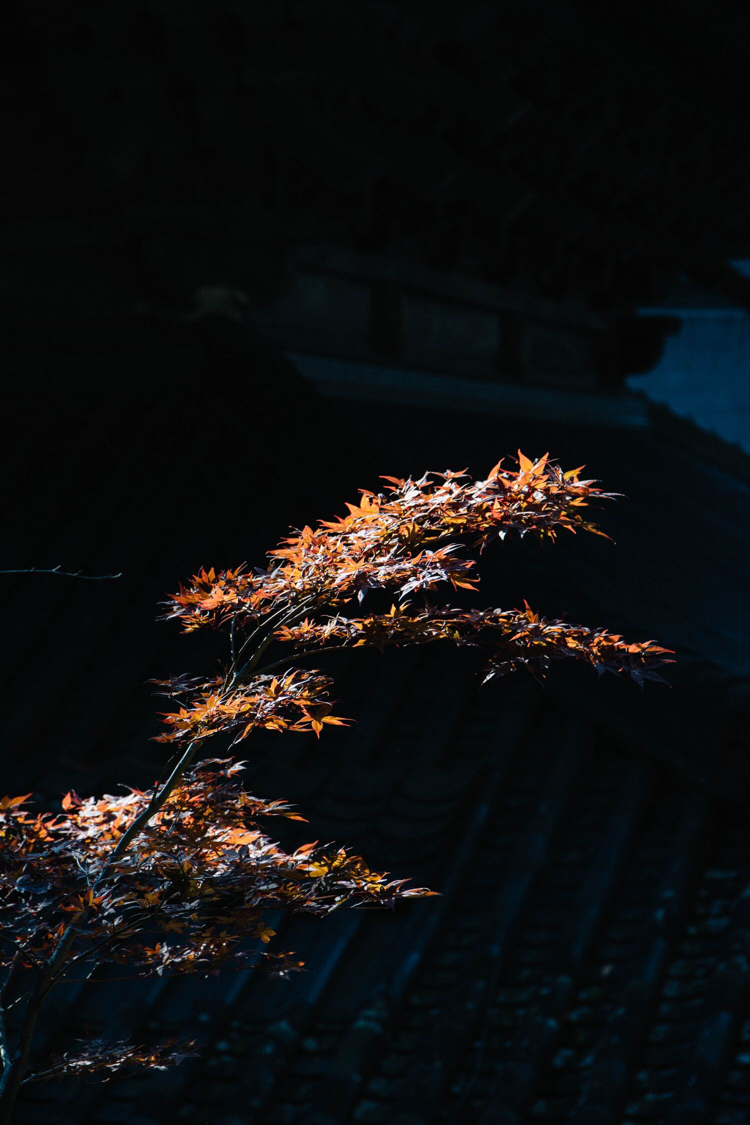 Visiter et dormir dans le temple zazen Eiheiji dans la préfecture de Fukuin, au Japon