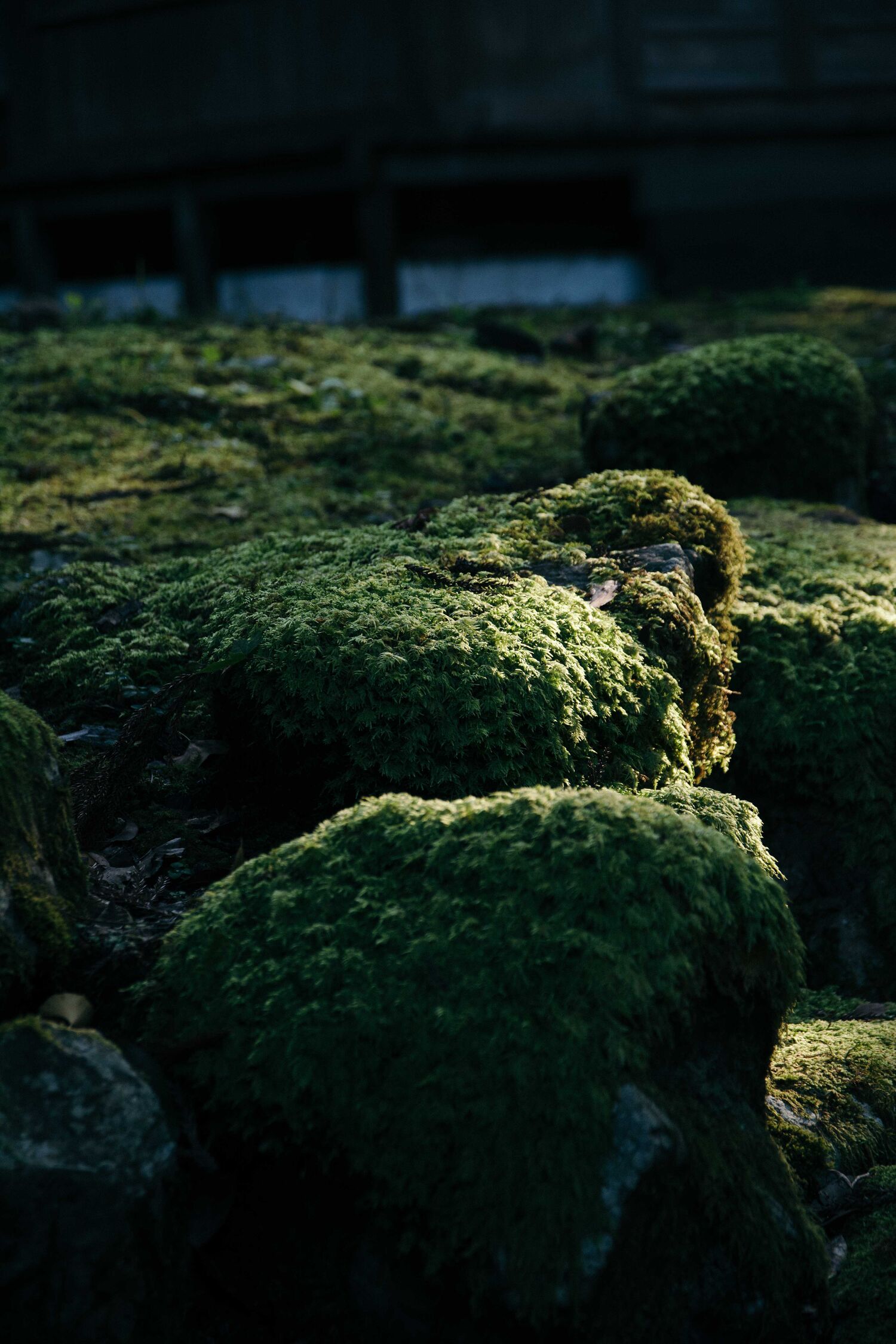 Visiter et dormir dans le temple zazen Eiheiji dans la préfecture de Fukuin, au Japon